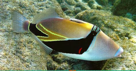 My Favorite Animal Postcards Humuhumunukunukuapuaa Reef Triggerfish