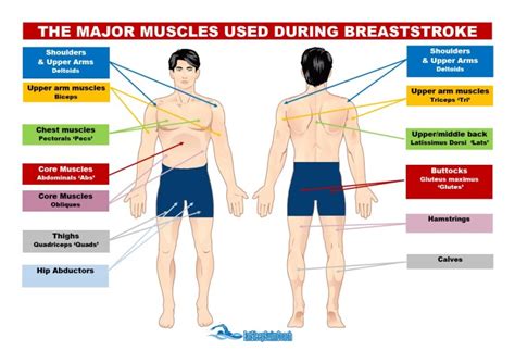 The Major Muscles Used During Breaststroke Eatsleepswimcoach
