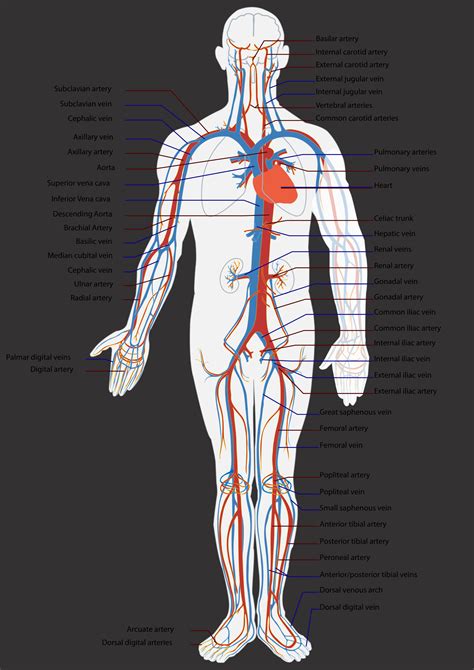 Circulatory System Anatomy Images And Photos Finder