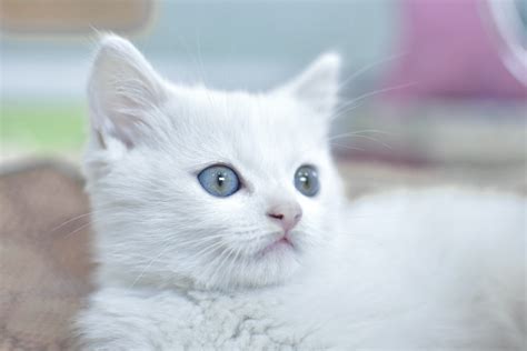 White Cat Blue Eyes Petfinder