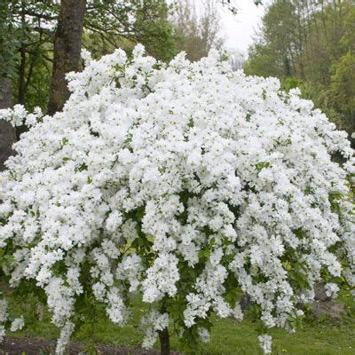 A vibrant evergreen shrub, bearing glossy oval leaves, and showy flowers in spring. Plant of the Month - May 2012 | News | J Parker Dutch ...