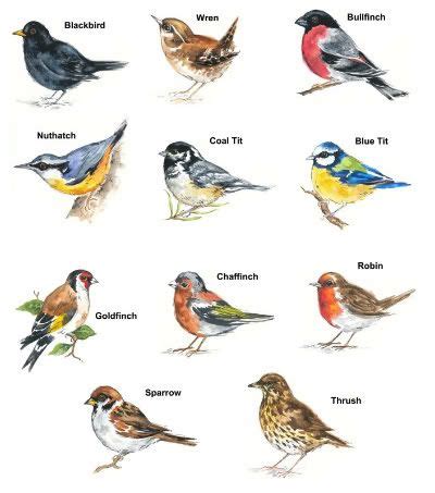 Learn bird names in english through pictures and video to expand your vocabulary. Bird Variety Select Type & Size Waterslide Ceramic Decals ...