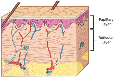 Layers Of The Dermis Papillary And Reticular