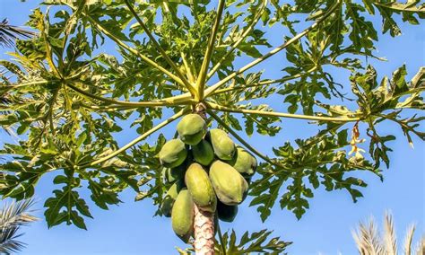Papaya Características Fruto Propiedades Y Beneficios Planta Y Fruta