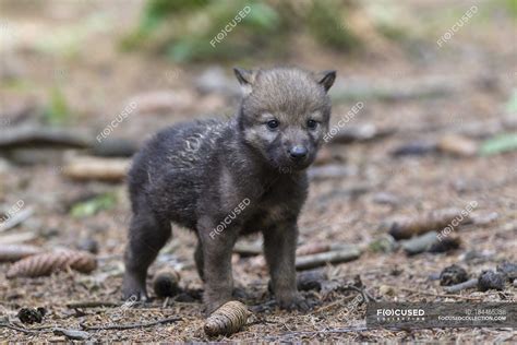 Gray Wolf Pup Standing In Forest — Fauna In The Wild Stock Photo
