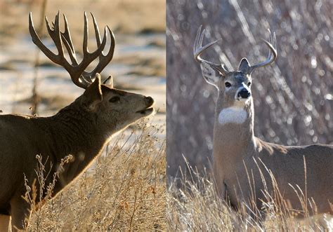 Mule Deer Vs Whitetail Deer How To Tell Them Apart Outdoor Life