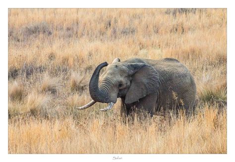 Diesen traum hegen wahrscheinlich viele denn in südafrika ist ein kleines trinkgeld bei nahezu jeder tour oder in restaurants und bars üblich. Südafrika Safari-Tour