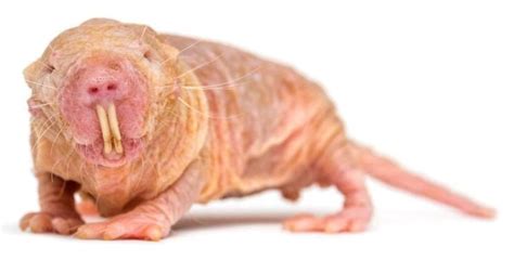 Are Naked Mole Rats Immortal