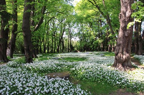 Meadow In The Forest Beautiful Backyards Plant Life Woodland Flowers