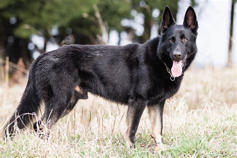 How Rare Are Black German Shepherds Answered Petdt