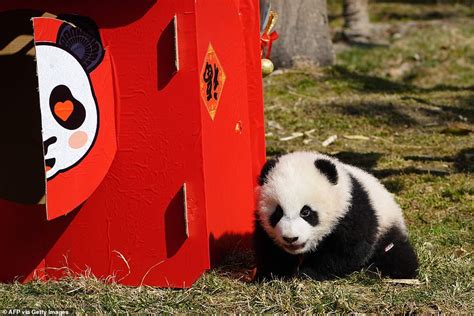 Ten Panda Cubs Make Public Debut At A Chinese Breeding Centre Ahead Of