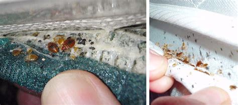 What Attracts Bed Bugs To You Your Bed And Home City Pests