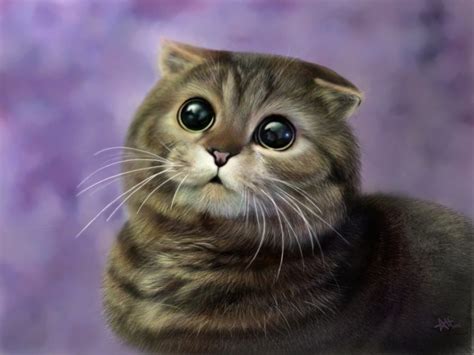 scottish fold information health pictures training pet paw