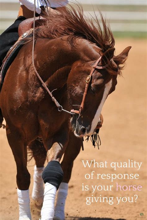 Do You Want To Know What Quality Of Response Your Horse Is Giving You