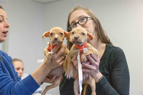 Group Seeks Donations To Help Care For 133 Dogs Rescued From