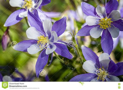 Colorado State Flower Blue Columbines Stock Photo Image