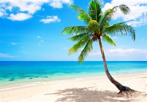 Free Photo Tropical Beach Beach Sand Panoramic Free Download