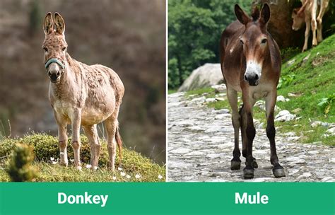 Donkey Vs Mule Whats The Difference With Pictures Animal World