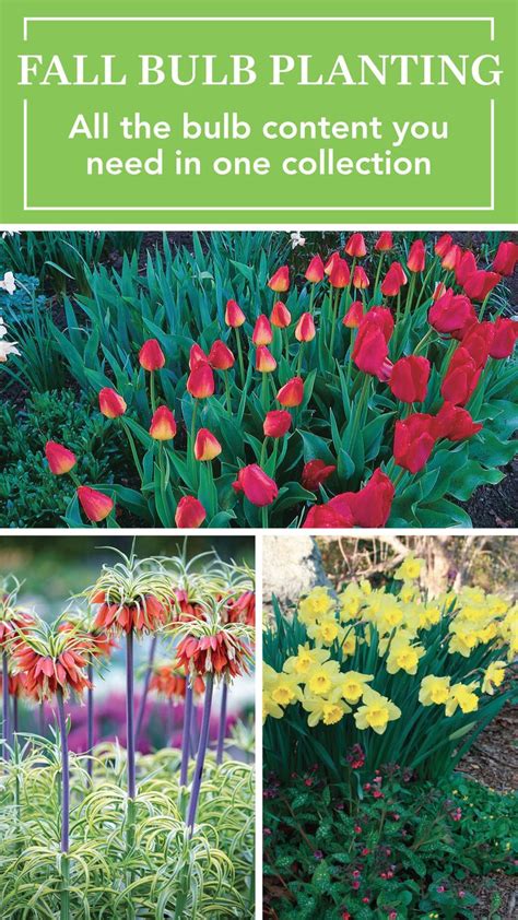 Fall Bulb Planting Everything You Need To Know For A Spectacular