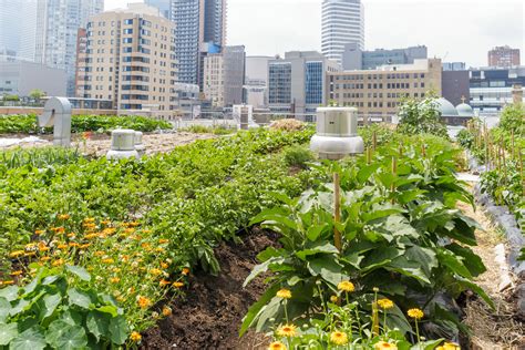 The Best Tips For Starting A Small Urban Garden