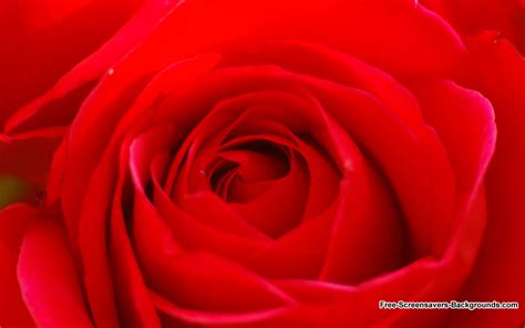 49 Free Wallpapers And Screensavers Roses