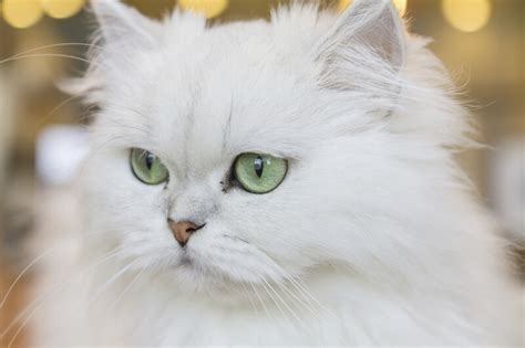 Persians cats are believed to be the a calico is also a bicolor cat that has three colors of fur and one of the colors is still white. Persian Cat Facts