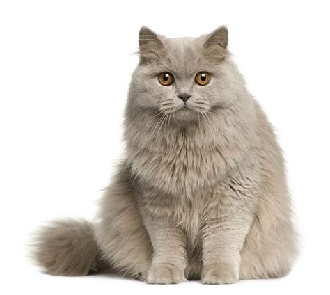 British Shorthair Cat Breed Information Your Cat