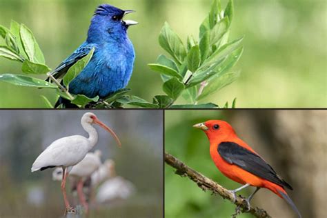Learn More About Birds And Nature With These Courses Bird Academy