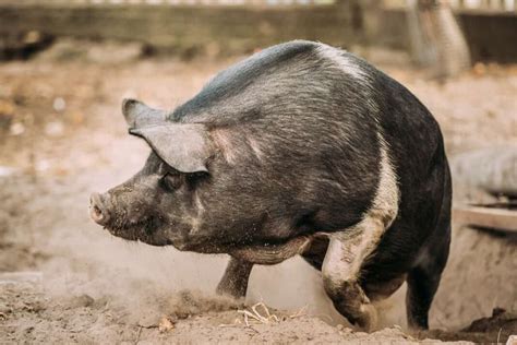 Wessex Pig Facts Origin Size Physical Characteristics Pros And Cons