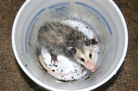 Possum Control Walter Reeves The Georgia Gardener