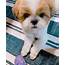 Shih Tzu Puppies For Sale  California 99 CA 335808