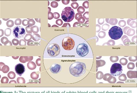 White Microscope Blood Cells Micropedia