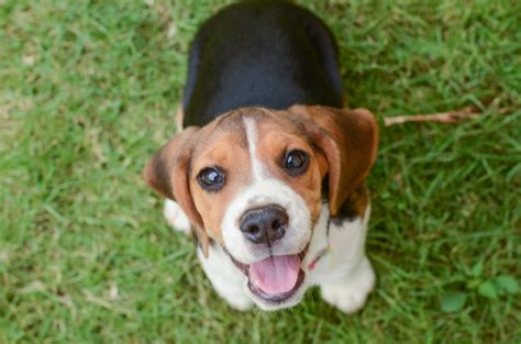 Beagle Great Pet Care