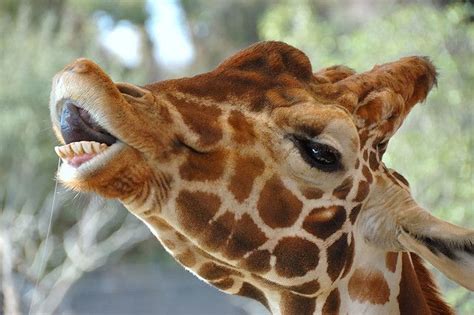 Kiss Me Baby Giraffes Funny Giraffe Pictures Giraffe Pictures