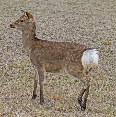 Sika Deer Cervus Nippon Assateague Island National