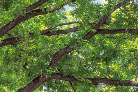 Green Leaves And Tree Branches Stock Image Image Of Trunk Sunlight