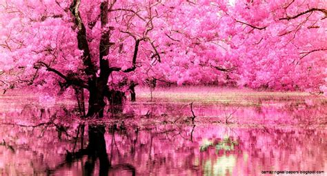 Pink Trees Wallpapers Top Free Pink Trees Backgrounds