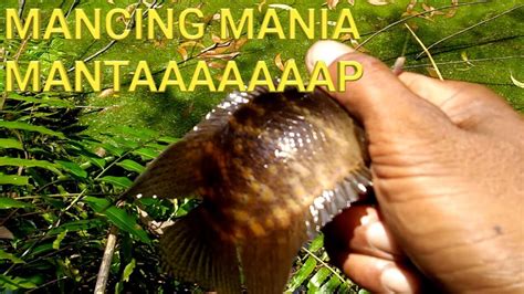 KESERUAN MANCING WITH MY BEST FRIEND AMAZING FISHING MANCING AMBYAR MANCING MANIA YouTube