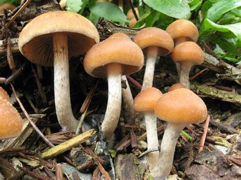 Studies Found Solution For Anxiety And Depression On Magic Mushrooms