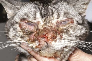 House cats are subject to certain skin irritations, just like we are, especially at certain times of the year or when particularly stressed. Ophthalmology | Veterian Key