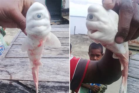 Indonesian Fishermen Catch Extremely Rare Baby Albino Shark With One Eye