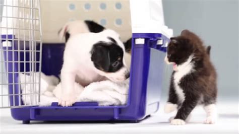 What Happens When Kittens Meet Puppies For The First Time Cuteness
