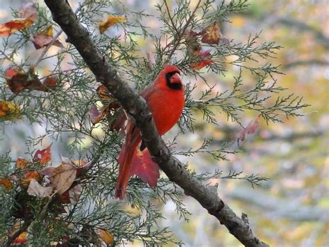 Pretty Songs Red Birds Bird Nest Bird Feathers Cardinals Natural