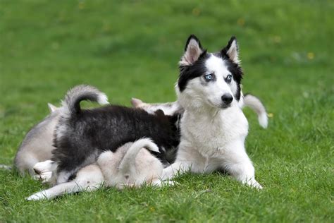 Select from premium husky puppies of the highest quality. Cute Little Husky Puppy Picture ... 0499