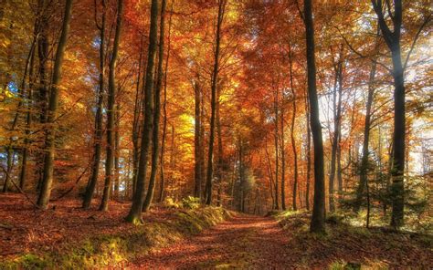 Wallpaper Sunlight Trees Landscape Fall Leaves Nature Branch