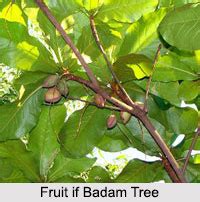 37 jacob then took freshly cut staffs of the storax, almond, and plane trees, and he peeled white spots in them by exposing the white wood of the staffs. Badam Tree, Indian almond Tree
