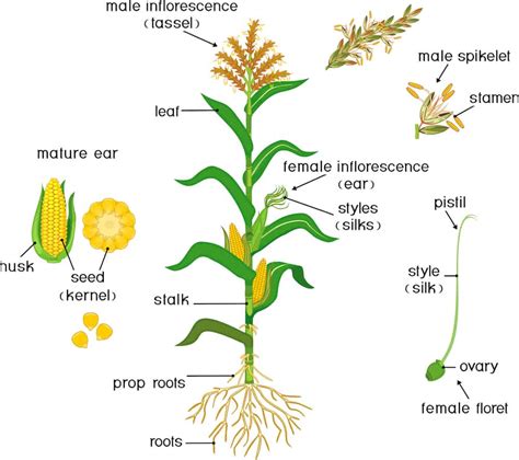 Parts Of Corn The Complete Breakdown Foods Guy