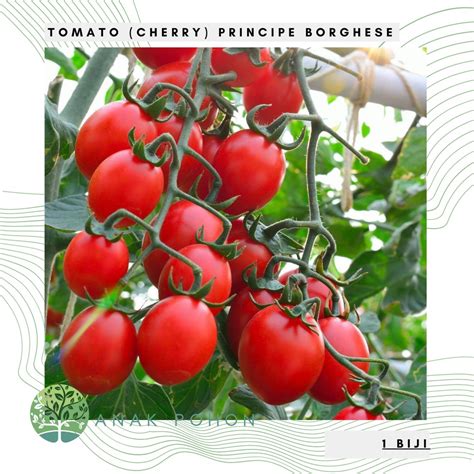Jual Benih Bibit Biji Tomato Plum Principe Borghese Tomat Seeds