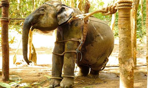 They Face A Lifetime Of Suffering Uk Travellers Help Fund Cruel Elephant Tourism Nature