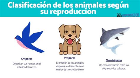 Top 118 Imagenes De La Clasificacion De Los Animales Theplanetcomicsmx